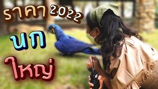 อัพเดท! ราคานกแก้วใหญ่ 2022 สวนปาล์มฟาร์มนก Ep.239