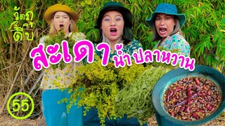 แข่งปีนต้นสะเดา เอามาทำน้ำปลาหวาน! - วัตถุดิบ EP55