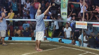 2Cock Ulutan 1st fyt RoundheadSweater (1xWin) P.Araojo Coliseum Catanduanes Jan.3 2025