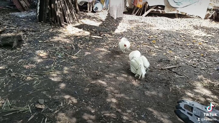 WHITE KELSO NI RBS GAMEYARD 6 MONTHS OLD