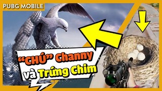 "Chú" Channy đi tìm "Trứng" - PUBG Mobile