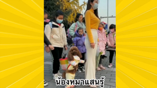 สัตว์เลี้ยงเพื่อนขนปุย : น้องหมาแสนรู้