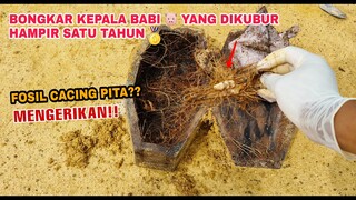 EKSPERIMEN: BONGKAR DAGING BABI.. BAKTERINYA BANYAK BANGET