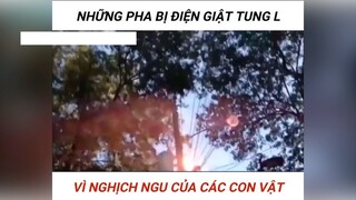 Méo thể hiểu được luôn ạ #haihuoc #vidoehaihuoc