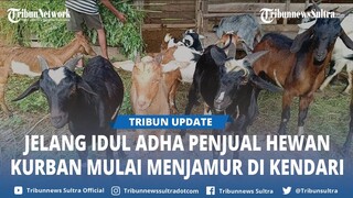 Penjual Hewan Kurban di Kendari Sultra Menjamur Jelang Iduladha 2024, Harga Kambing Mulai Rp3 Juta