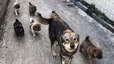 [Satwa] [Dog Person] Ibu anjing memperkenalkan anaknya ke tuan