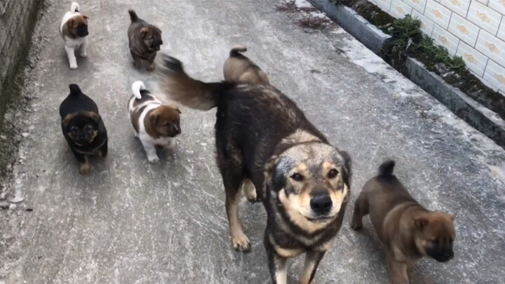 【Animal Circle】Stray mom brings puppies to human