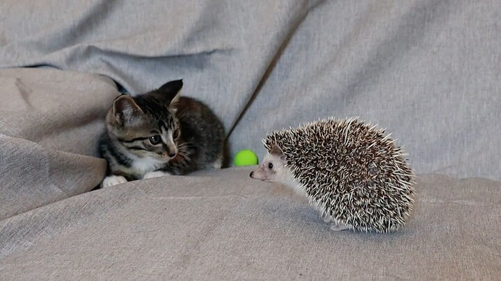 When the kitten meets the hedgehog