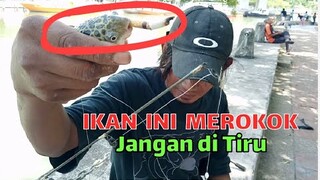 SIAL!! Ikan buntal keparat!! Seharian mancing strke Buntal terus, auto geram