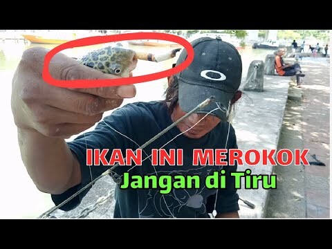 SIAL!! Ikan buntal keparat!! Seharian mancing strke Buntal terus, auto geram