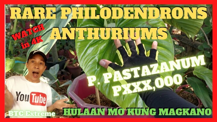 LISA JAVIER GARDEN | Rare Anthurium and Philodendron | Part 2