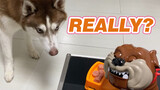 A Siberian Husky dog tries to take food away from a defensive toy dog