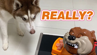 [Hewan]Husky Bertemu Anjing Mainan