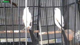 burung cendet/pentet albino langka @DUNIA HEWAN