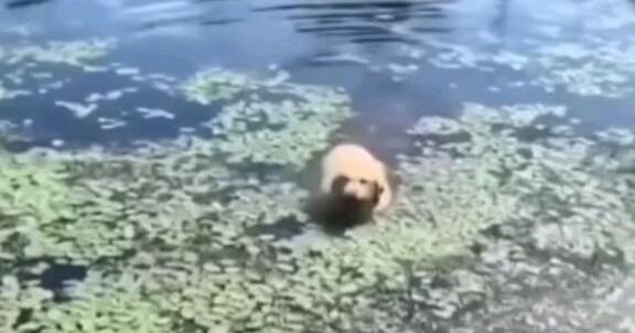 Ответы Mail.ru: Про какой легендарный мем все забыли?