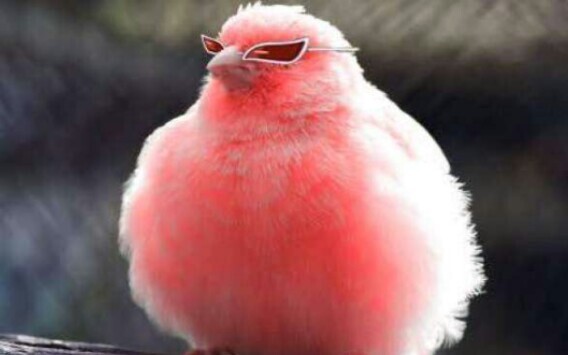 Doflamingo: "I'm the only man who can handle pink"
