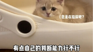 关于有人说我虐猫这件事……