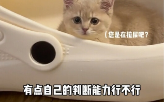 关于有人说我虐猫这件事……