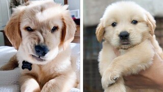 Cute Golden Dog Help You Relax After Tiring Day 🐶🥰  | Cute Puppies