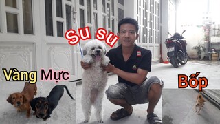 Bốn chú chó siêu dễ thương. Đặc biệt là su su giống gấu bông.