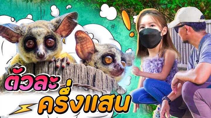 บุกฟาร์ม บุชเบบี้ ลิงตัวจิ๋ว