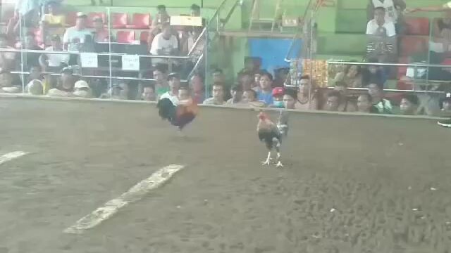 Brotherhood's Bulik 2x winner 🏆 last fight 💪 paalam salamat sa binigay mong panalo.😭
