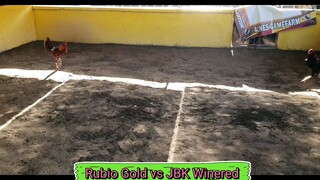 Rubio Gold vs JBK Winered