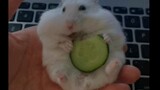 [Animals]Tempting the hamster with human foods