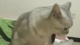 A recording of cats cursing, you can play it to your cat