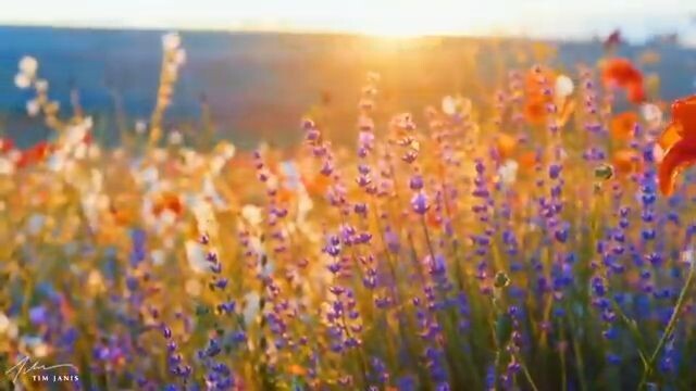 Beautiful Relaxing Music Peaceful Calm Soothing Instrumental Music