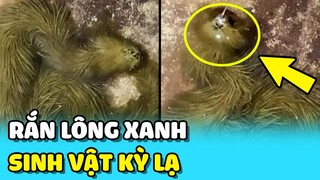 💥Phát hiện RẮN "LÔNG XANH" KỲ LẠ trong hồ nước khiến mọi người hoang mang | TIN GIẢI TRÍ