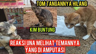 Masya Allah Kucing Una Seneng Banget Sudah Dapat Teman Banyak Di Basecamp Cats Lovers Tv..!