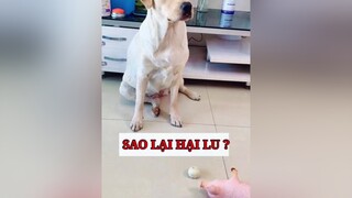 Lu Giận luôn Rồi vuinhon pet cho dog thucung thucungsieulay xuhuong trend