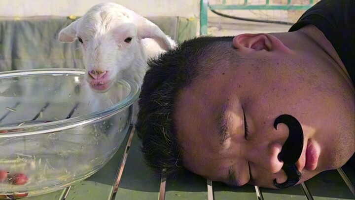 This sheep! It's the opposite of Tiangang!
