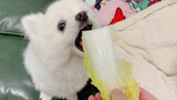 Pet | A Puppy Who Loves Eating Vegetables