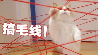 把猫扔进激光迷宫？猫：搞毛线！我命不该绝