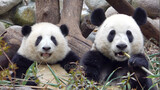 同样是熊猫，这俩长相区别好大【大熊猫和花&艾玖】