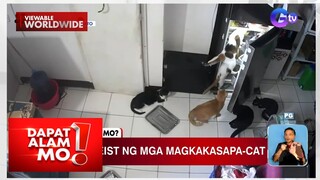 Ulam heist ng mga pusa, nakuhanan sa CCTV | Dapat Alam Mo!