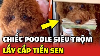 Chú chó Poodle SIÊU TRỘM, sơ hở là ĂN CẮP TIỀN bà già BỎ TRỐN 😂 | Yêu Lu