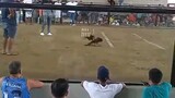 Tejanos Peruvian cross 2hits ulotan champ at Piat Cagayan