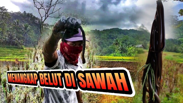 Menangkap belut sawah disore hari dapat banyak sekali