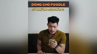 5 size chó poodle có thể bạn chưa biết LearnOnTikTok thucung tuitienpet poodle