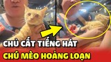 Chú mèo hoảng loạn mỗi khi nghe cô chủ CẤT TIẾNG HÁT 😂 | Yêu Lu