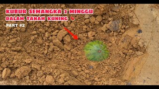 EKSPERIMEN: KUBUR BUAH DALAM TANAH KUNING  part#2