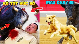 Thú Cưng Vlog | Tứ Mao Ham Ăn Đại Náo Bố #45 | Chó gâu đần thông minh vui nhộn | Funny smart pet dog