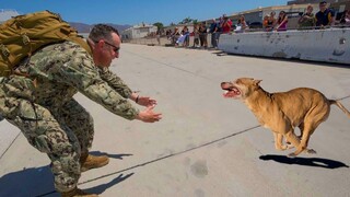 Most Touching Animals Reunions with Humans That Will Warm Your Heart And Soul ❤