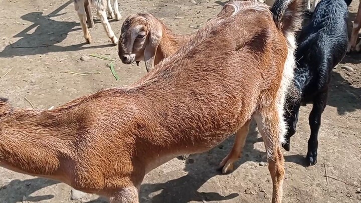 Kambing Paketan Anak Dua Jantan Genetik Bagus