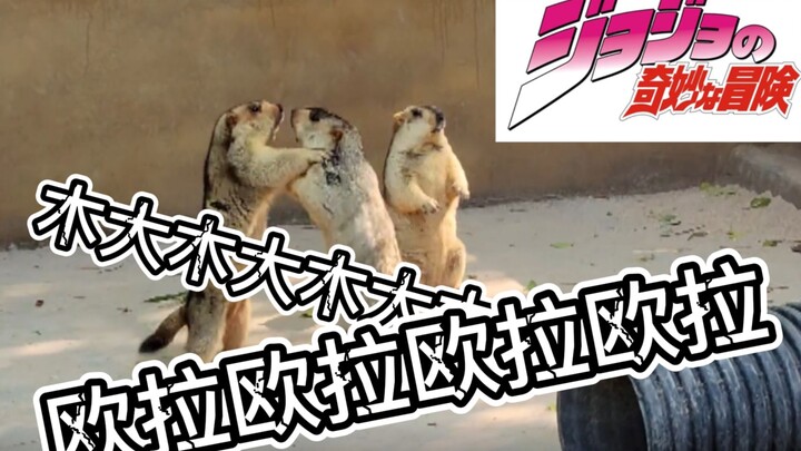 The two-dimensional groundhog actually fights for JOJO