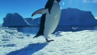 [Movie&TV]Adelie Penguins Bullying