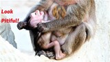 Oh Pitiful of This Adorable Baby! The Craziest Animal Mother Monkey Weaning Him During Sleeping